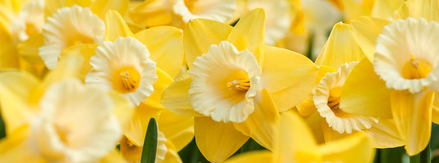 daffodil banner